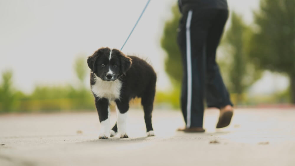 https://www.stanleycoren.com/wp-content/uploads/2020/02/border-collie-puppy-walk-beside-person.jpg
